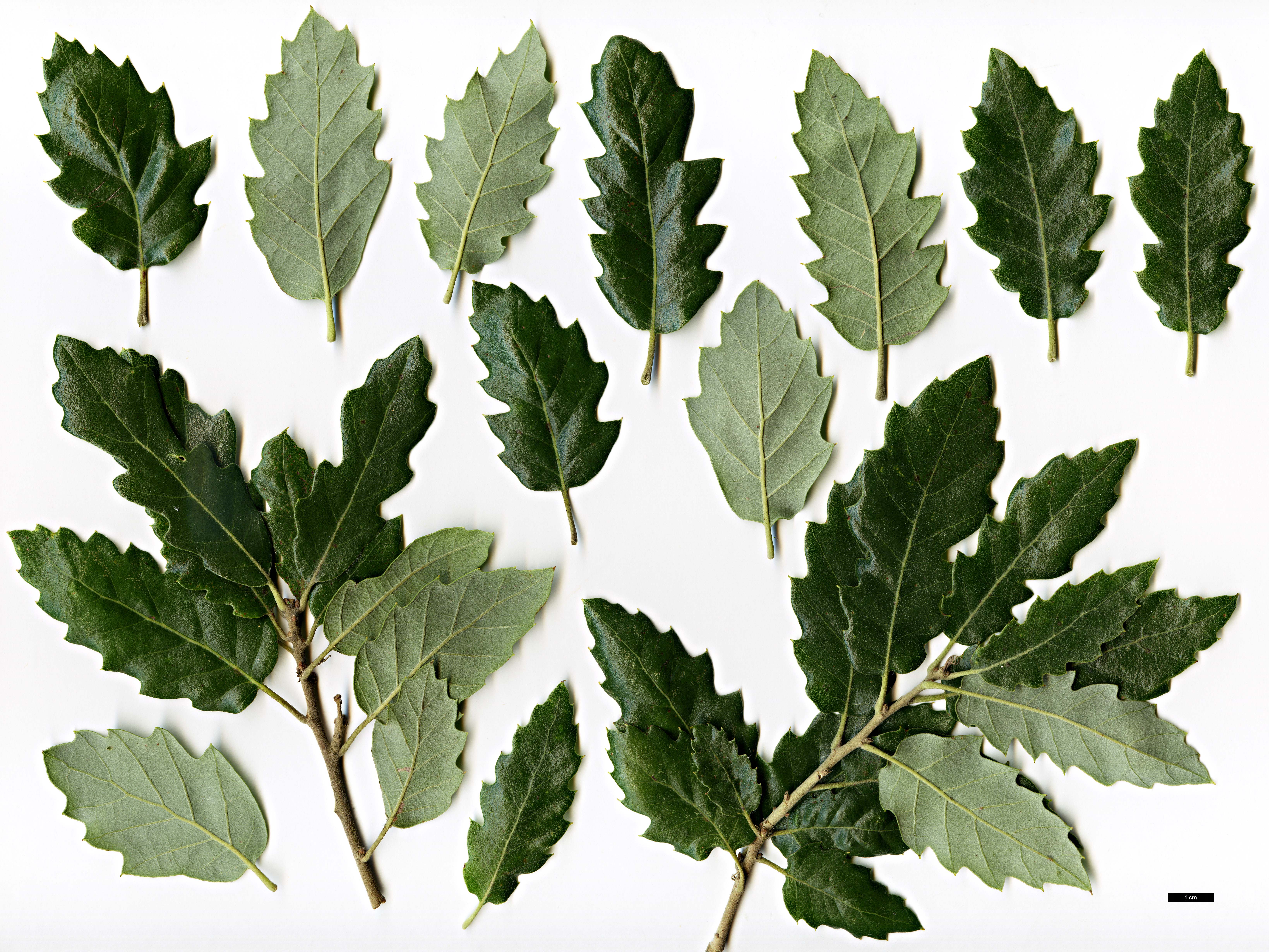 High resolution image: Family: Fagaceae - Genus: Quercus - Taxon: ×hispanica - SpeciesSub: 'Fulhamensis' (Q.cerris × Q.suber)
